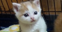 生後1か月のおっとりとした子猫→あっという間に大きくなって…約1年間の『成長記録』が尊すぎると150万再生「大人しいｗ」「たまらない」