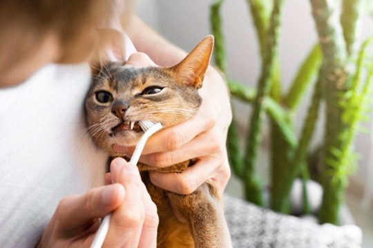 猫の『抜歯』が必要になるケース3つ　放置するのは危険？歯を守るための予防法も解説