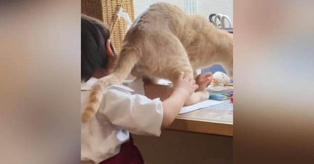 色塗りを楽しんでいた子ども→『かまってほしい猫』がやってきた結果…まさかの光景に「絶対わざとやってるｗ」「とんでもない可愛さ」と話題
