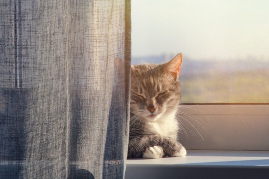 猫が『カーテンの裏』に隠れたがる4つの理由 考えられる心理やベストな対応方法