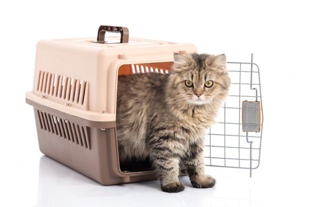 キャリーから出てくる猫