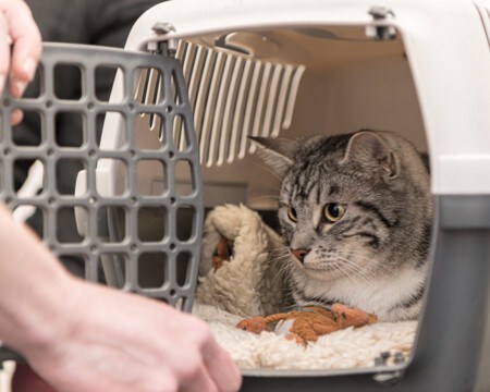 【獣医師執筆】愛猫の安心ために…「キャリートレーニング」の基本を獣医が解説
