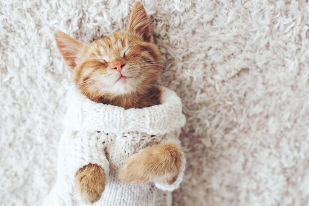 服を着たまま仰向けで眠る子猫