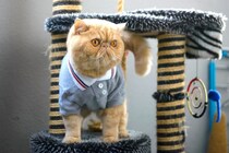 猫ちゃんの「洋服」は賛否両論？着せるメリットとデメリットを獣医が解説