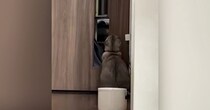 『ドアの前で座っていた猫』を後ろから見守っていると……驚きの行動と『まさかの展開』に１万いいね「天才か」「笑った」と話題