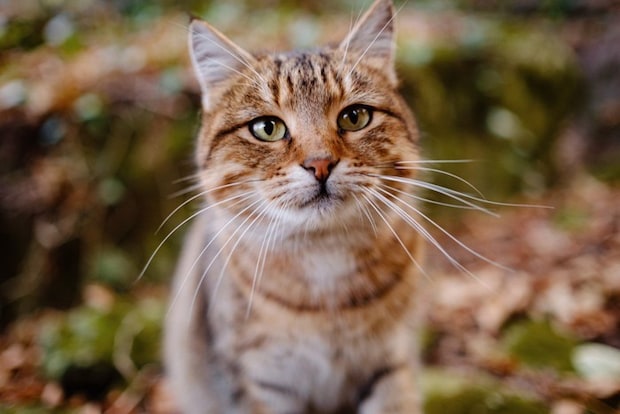 外に出た猫