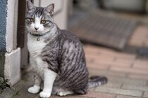 猫を『家の外』に出さないほうがいい理由４つ　起こりうるトラブルや出たがるときの対処法まで