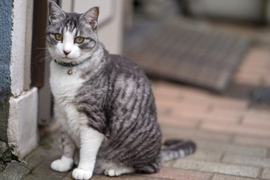 猫を『家の外』に出さないほうがいい理由４つ　起こりうるトラブルや出たがるときの対処法まで