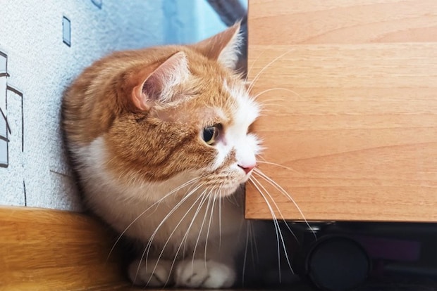 様子をうかがう猫