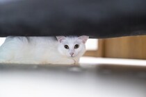 猫を愛する人が『絶対にしないこと』6つ　避けるべき理由や愛猫に与える悪影響まで