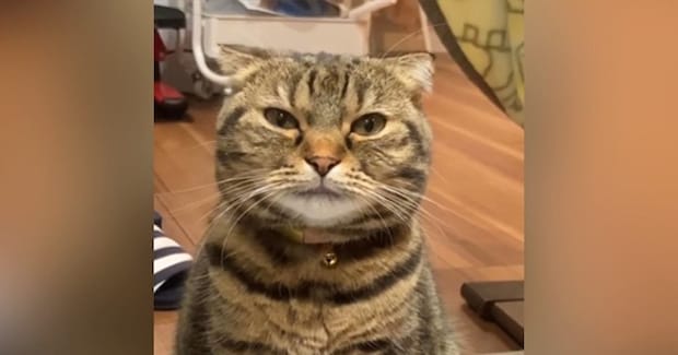 『ごはんが欲しい猫』→目の前に座ると…とんでもなく尊い『まさかのアピール』が60万再生「いっぱいあげたくなっちゃうw」「なんていい子」