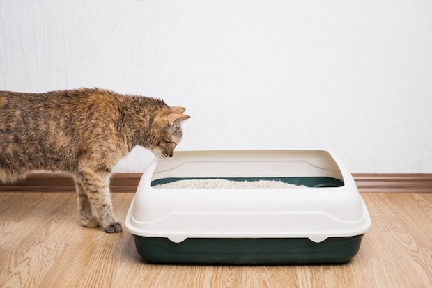 猫トイレ