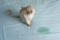 猫が『ふとんに粗相』をするときの理由3つ　どんな意図があるの？対策方法まで解説