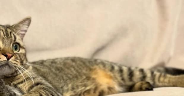 ソファでくつろぐ猫→飼い主と『そっくりの体勢』で……『まさかの光景』に「手の使い方がプロ」「もはや猫の皮を被った人間ｗ」と話題