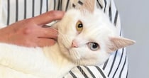 大好きなママに『抱っこされる猫』→『足』を見ると……思わず笑ってしまう光景に「えーっ見事なまでにｗ」「かわいいｗ」とSNSで反響