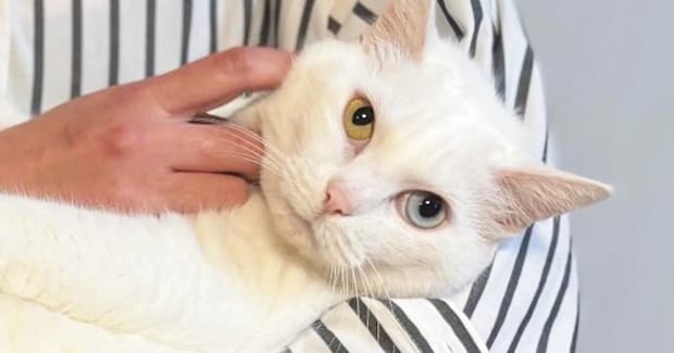 大好きなママに『抱っこされる猫』→『足』を見ると……思わず笑ってしまう光景に「えーっ見事なまでにｗ」「かわいいｗ」とSNSで反響