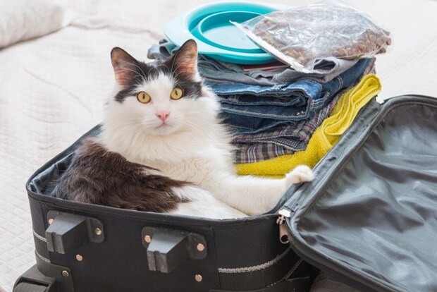 猫と旅行の準備