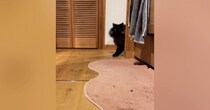 『おいで』と呼ばれた猫→トコトコと近づいてきて…とんでもなく尊い『愛おしさ満載の反応』が26万再生「想像以上に可愛い」「声出た」