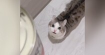 ネコがトマト缶を『猫缶』と勘違いした結果…止まらない『全力アピール』が可愛すぎると123万再生「鳴りやまないｗ」「目の輝きが凄いｗ」