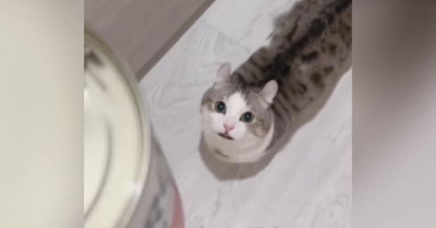 ネコがトマト缶を『猫缶』と勘違いした結果…止まらない『全力アピール』が可愛すぎると123万再生「鳴りやまないｗ」「目の輝きが凄いｗ」