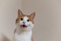 猫が朝になると『激しく鳴く』理由5つ　止めさせる方法はある？対処法まで解説
