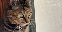 鳥を眺めていた猫→スッと立ち上がって…なんともいえない『座り方』に３万いいね「ぬいぐるみみたいｗ」「野生の目をしているｗ」と話題