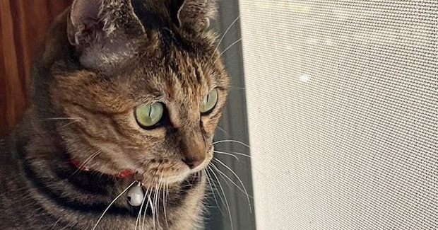 鳥を眺めていた猫→スッと立ち上がって…なんともいえない『座り方』に３万いいね「ぬいぐるみみたいｗ」「野生の目をしているｗ」と話題