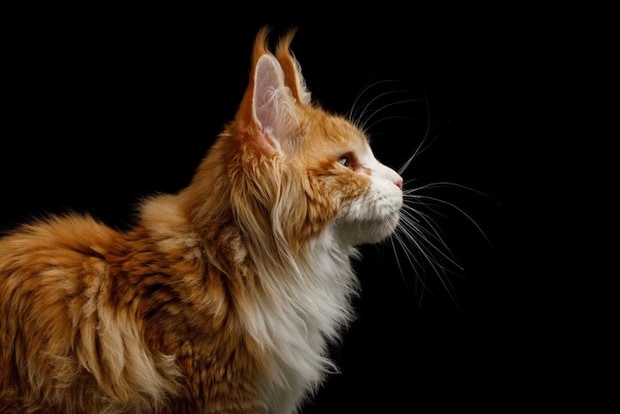 猫の横顔