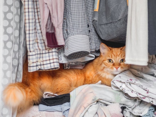 服の上でくつろぐ猫