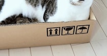 ネコに『新しいダンボール箱』あげたら、『表情』が変わって…可愛すぎる瞬間に１万いいね「キレイな目をしてる」「何個でもあげちゃうｗ」