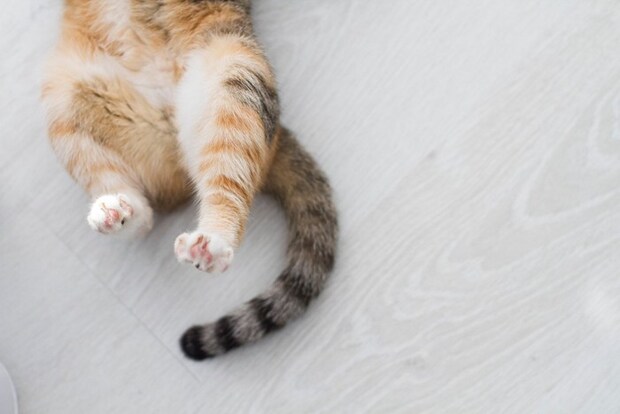 へそ天する猫のしっぽ