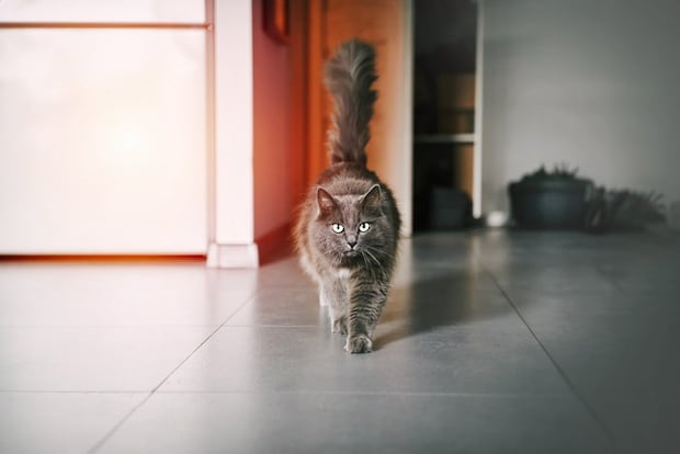 しっぽを立てて近づいてくる猫