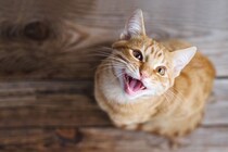 猫の『本音』を見抜くためのチェックポイント6つ　何気ないサインの意味や正しく読み取るコツ