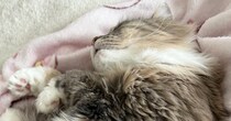 夫から『今天国にいる』とLINE→開いてみた結果……猫たちとの『羨ましすぎる光景』に「間違いないｗ」「まさに天国」と絶賛
