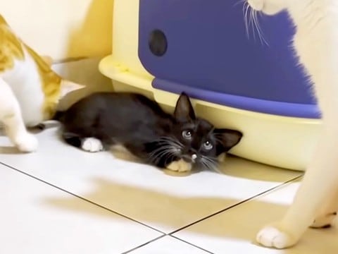 保護されて25日目の子猫→『先住猫たちがいる部屋』に連れて行くと…優しい光景に反響「きっと仲良くなれるよ」「みんな可愛い妹に夢中」