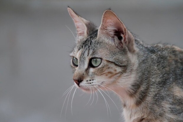 横顔がイケメンな猫