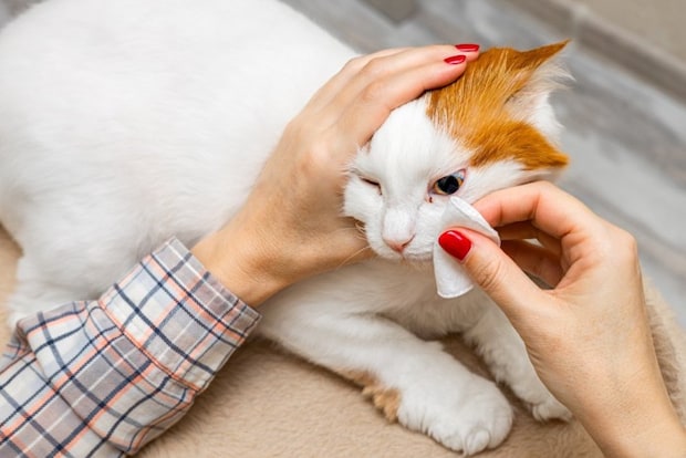飼い主に目を拭いてもらう猫