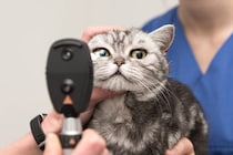 猫の『視力低下』を招いてしまう原因4つ　見えにくくなっている兆候や取るべき対処法も解説