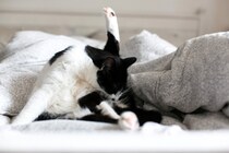 かゆみが猫の性格を変える？「皮膚」と「心」の不思議なつながりについて【獣医師執筆】