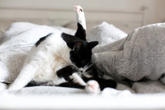 かゆみが猫の性格を変える?「皮膚」と「心」の不思議なつながりについて【獣医師執筆】