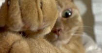 おててを伸ばしていた猫→ちょっと顔を近づけた途端に…『まさかの行動』に爆笑の声「お顔はカワイイままなのにｗ」「怖すぎて笑う」