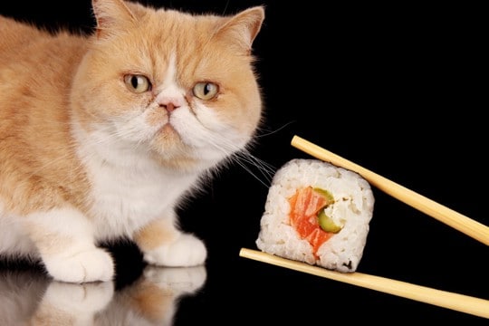 猫が命を落としかねない『生の食べ物』3つ　知らないと危険な理由や誤って食べた場合の対処法まで
