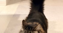 キッチンのほうから歩いてきた猫の『表情』を見たら……「やり遂げた感あるｗ」笑ってしまう光景に１万いいね「尻尾立てて上機嫌ｗ」
