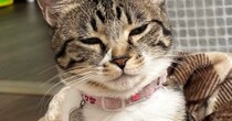『爆睡していた猫』→頭を見ると、『まさかの寝癖』がついていて……尊すぎる瞬間に「おおおっ立派」「表情もかわいいｗ」と反響