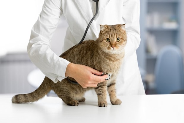 猫と獣医師