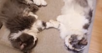 2匹の猫が『手を繋いでいる』と思ったら→『予想外の行動』をとり始めて…尊すぎる光景が32万再生「癒されるー」「最高にかわいいｗ」