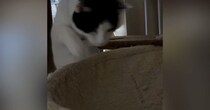 猫がハンモックに飛び乗ろうと『勢いよくジャンプ』→次の瞬間……「大変なことになったねｗ」「応援しちゃったｗ」笑える光景に反響