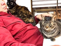 パパのことが大好きな女子猫たち→熱烈にアピールして…愛を感じる『争奪戦』が11万再生「ニャバクラ状態」「ニヤニヤしっぱなしだった」