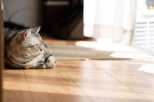 猫が思わず『ゴロゴロしてしまう場所』5選 居心地よく過ごせる条件や環境づくりのコツ