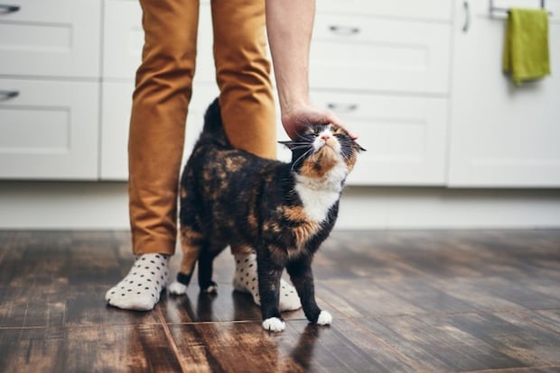頭を撫でられている猫